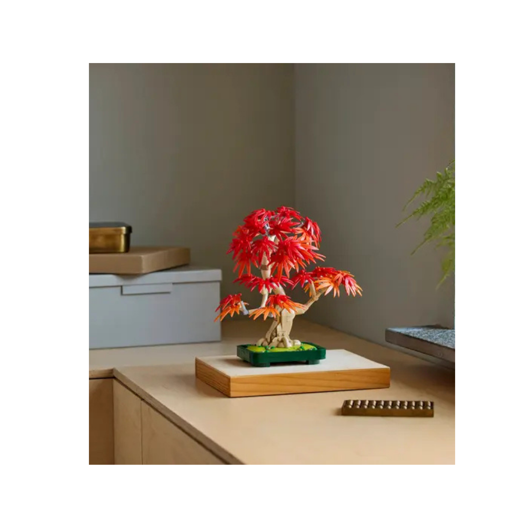 10348 - Bonsái de Arce Rojo Japonés