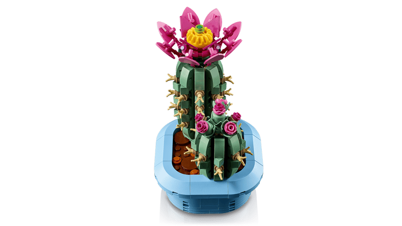 11509 - Cactus en Flor