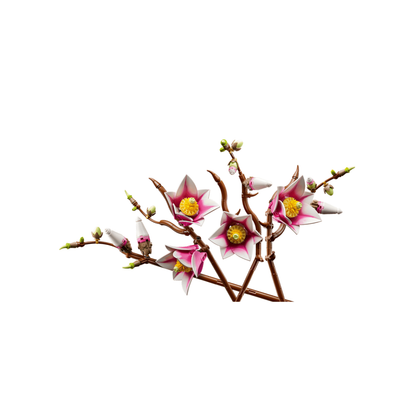 11510 - Ramas de Magnolia
