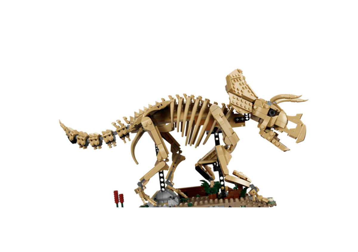 77985 - Fósiles de Dinosaurio: Triceratops