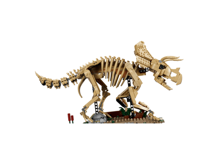 77985 - Fósiles de Dinosaurio: Triceratops