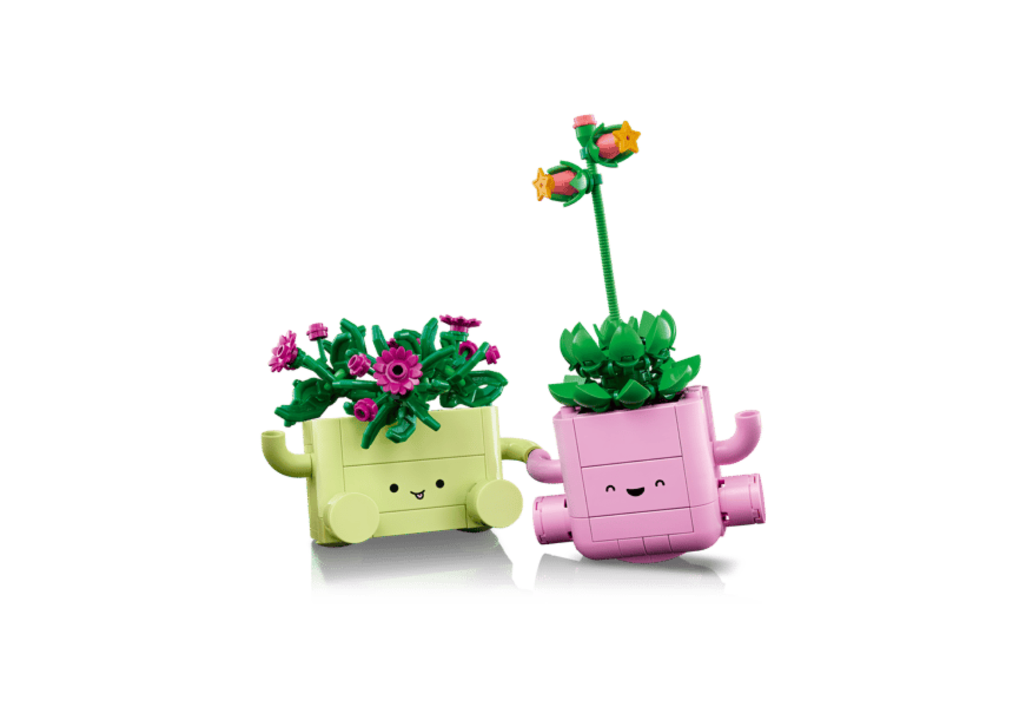 11506 - Plantas Bailarinas