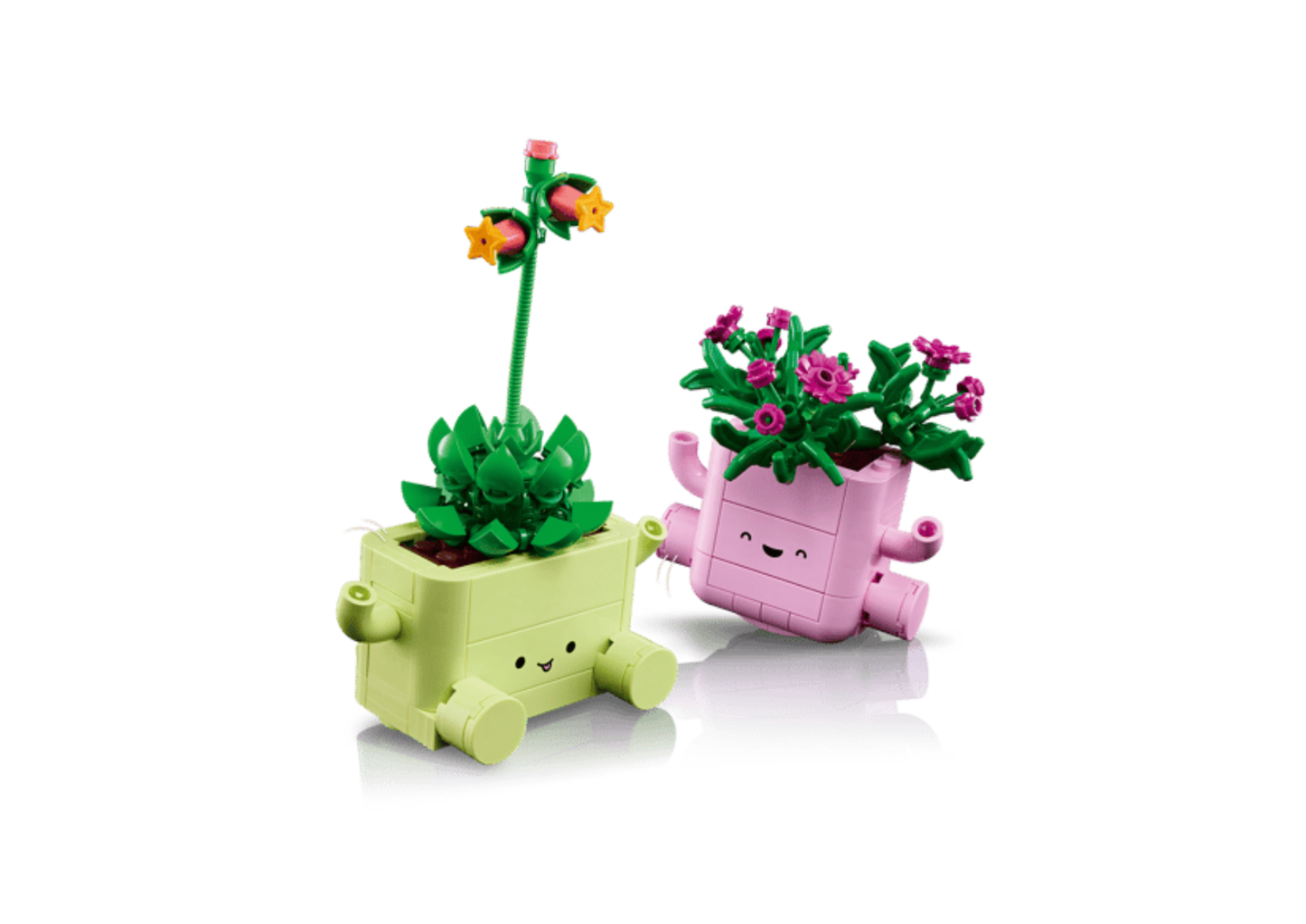 11506 - Plantas Bailarinas