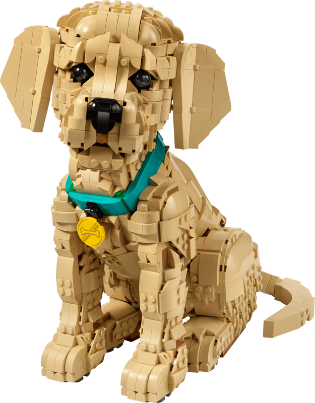 11384 - Cachorro de Golden Retriever