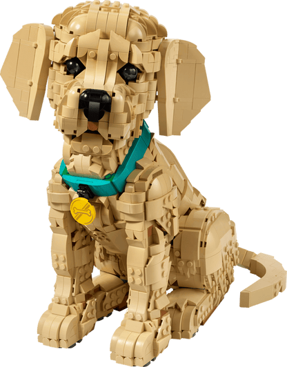 11384 - Cachorro de Golden Retriever