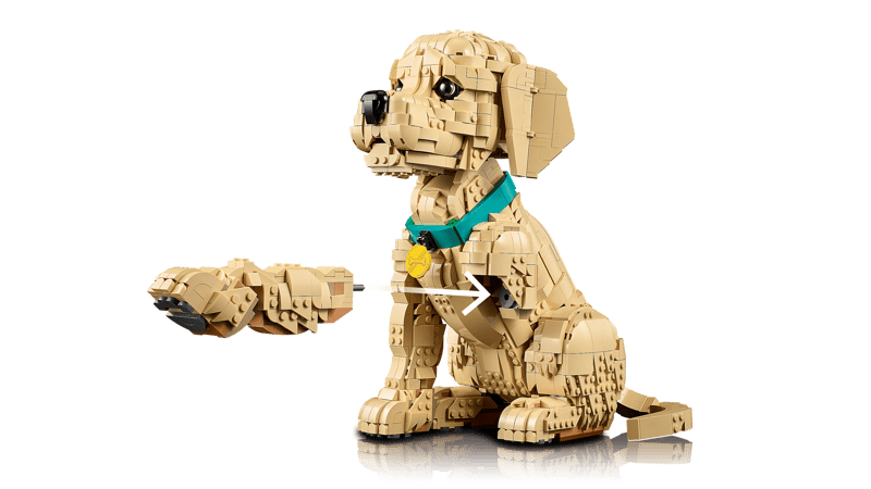 11384 - Cachorro de Golden Retriever