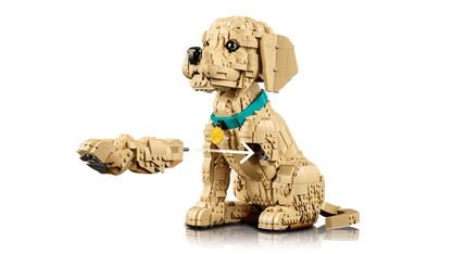 11384 - Cachorro de Golden Retriever